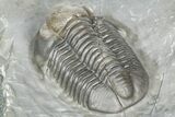 Gorgeous Proetid (Timsaloproetus?) Trilobites - Jorf, Morocco #362867-1